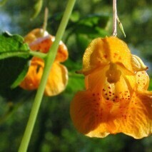 Jewelweed Soap (for Poison Ivy)*new Formula