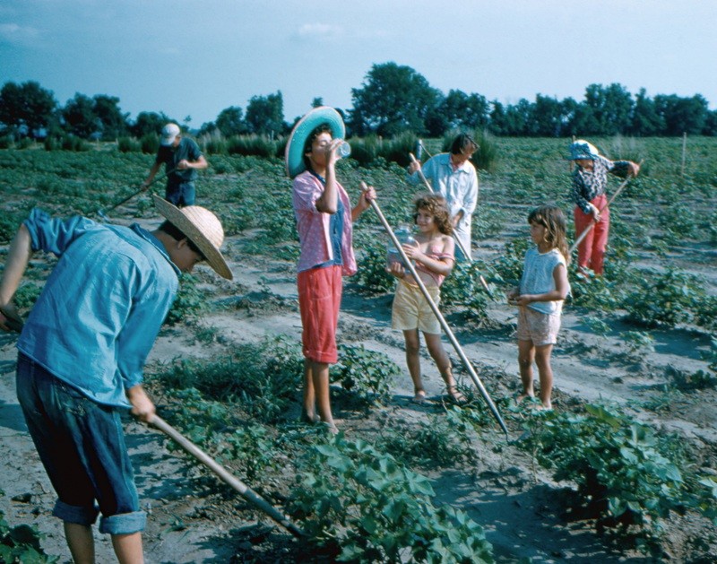 Hoein’ Cotton 1958, North Carolina