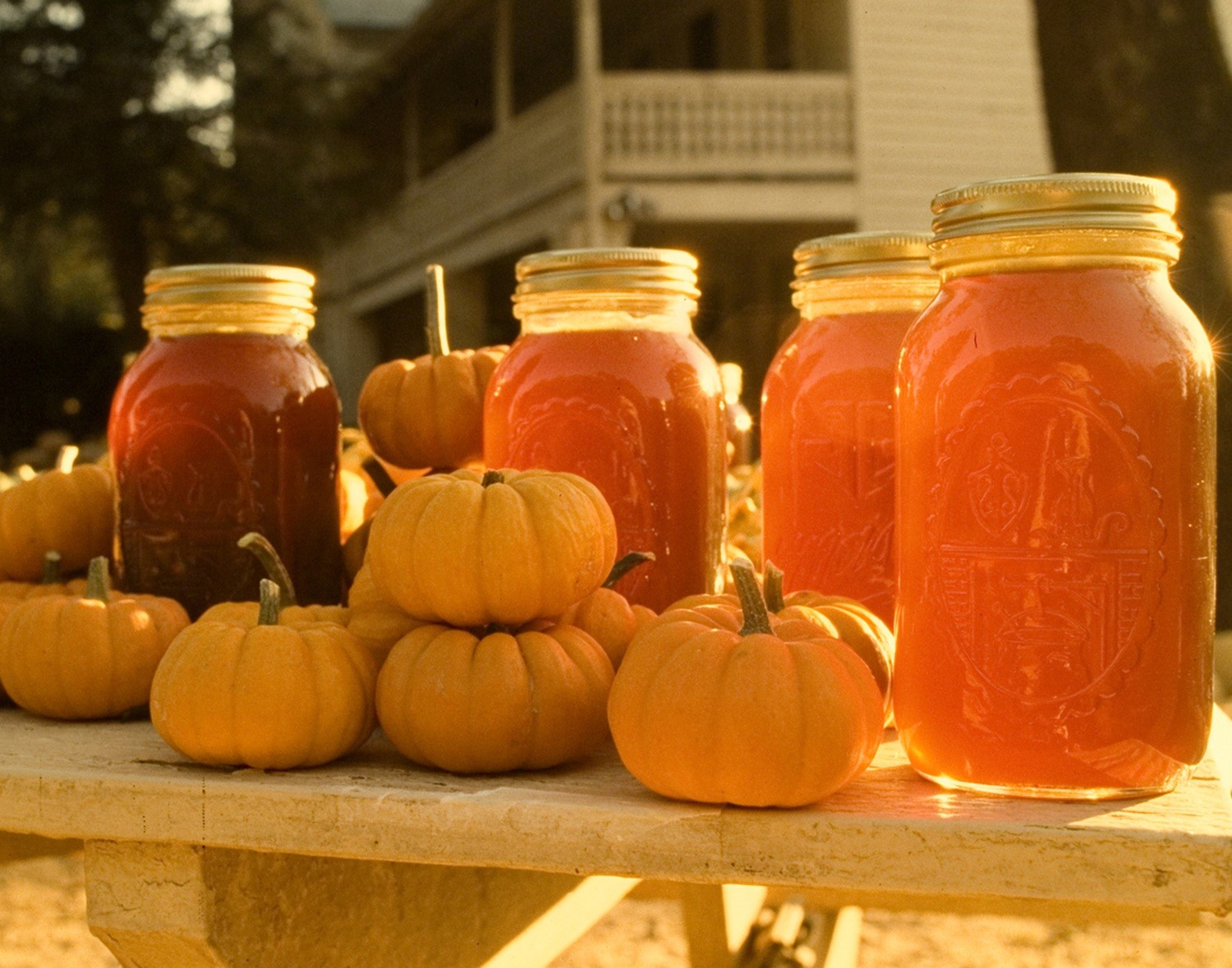Mountain Honey in Fall, North Carolina
