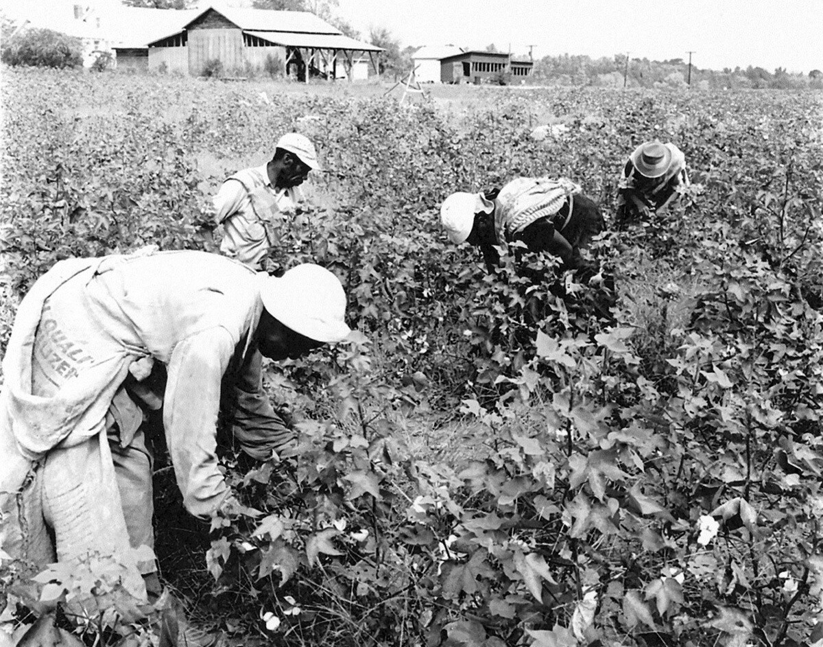 Picking Cotton