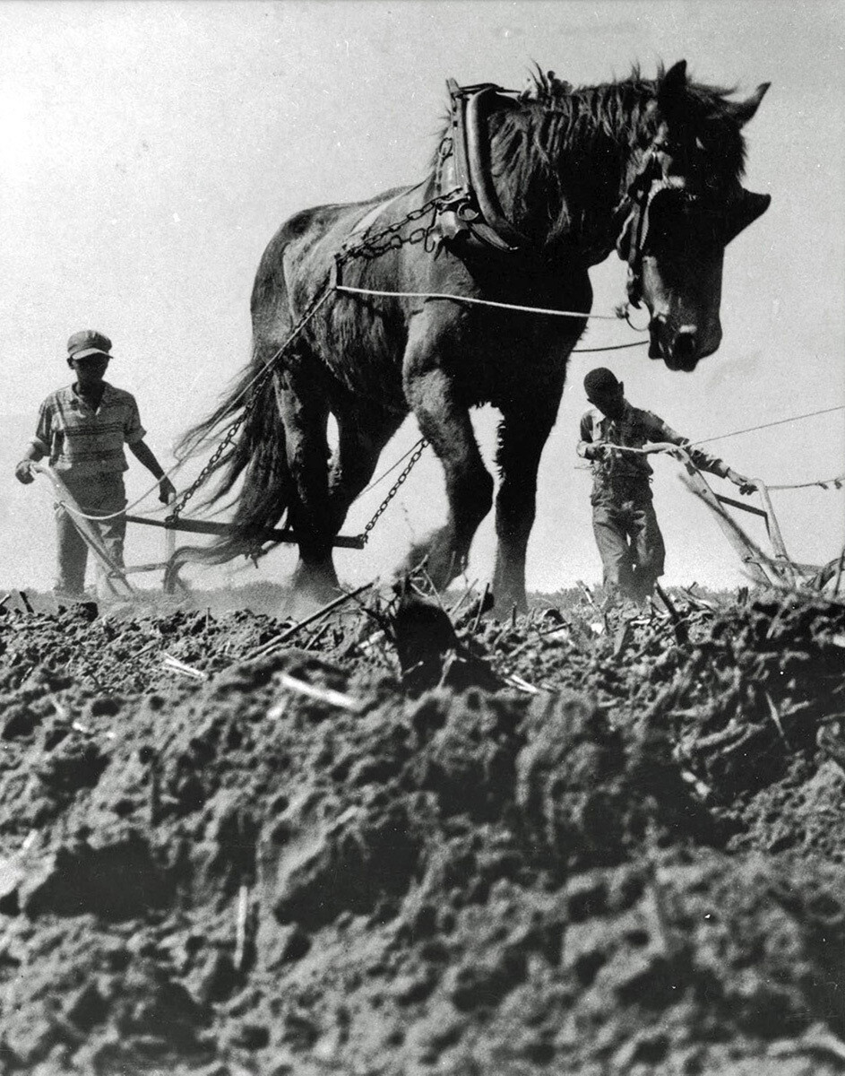 Plowing Field with Horse Power