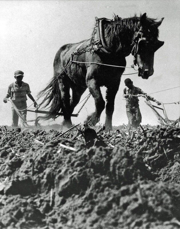 Plowing Field with Horse Power