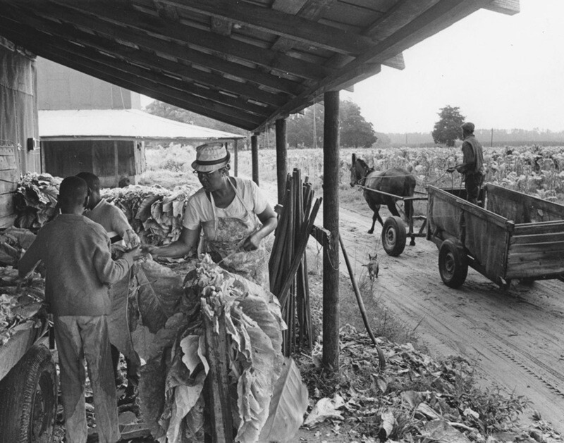 Tobacco Barn and Mule Drawn Cart