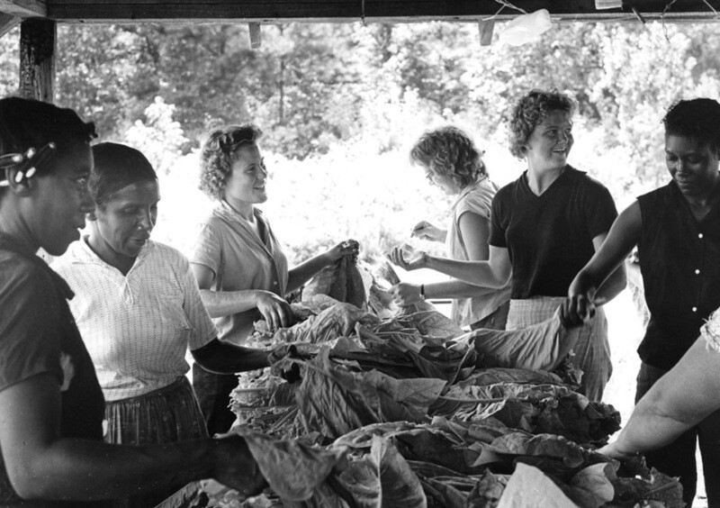 Tying Tobacco