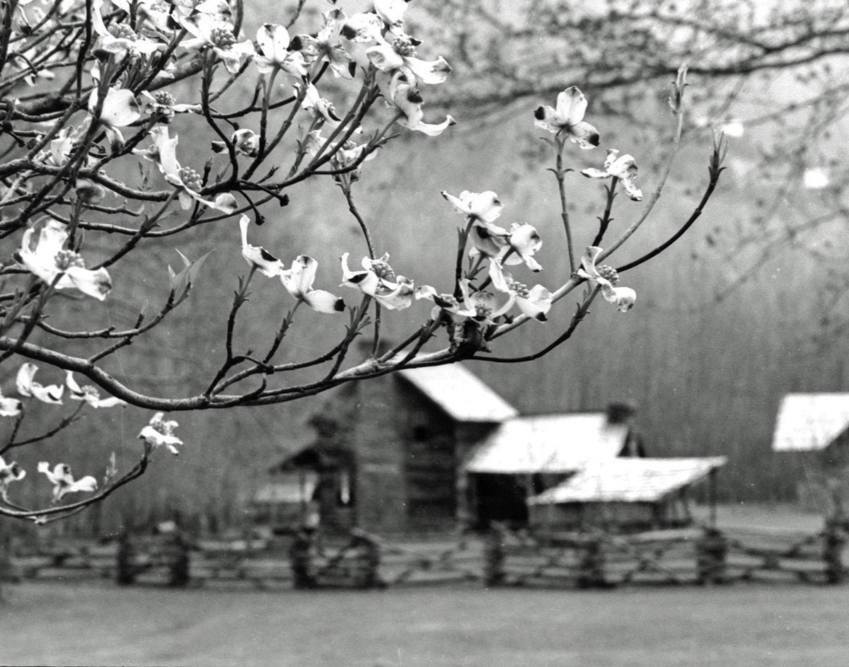 Blue Ridge Parkway Cabin in Spring