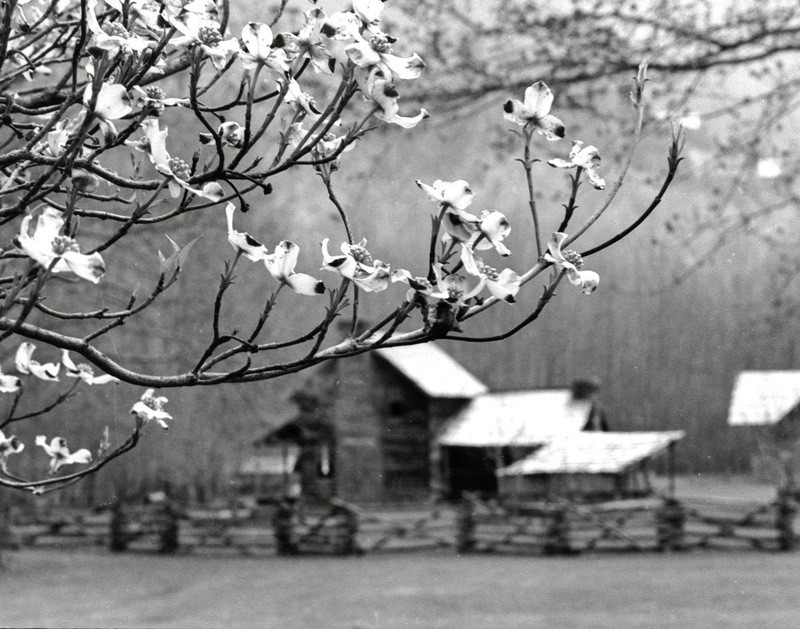 Blue Ridge Parkway Cabin in Spring