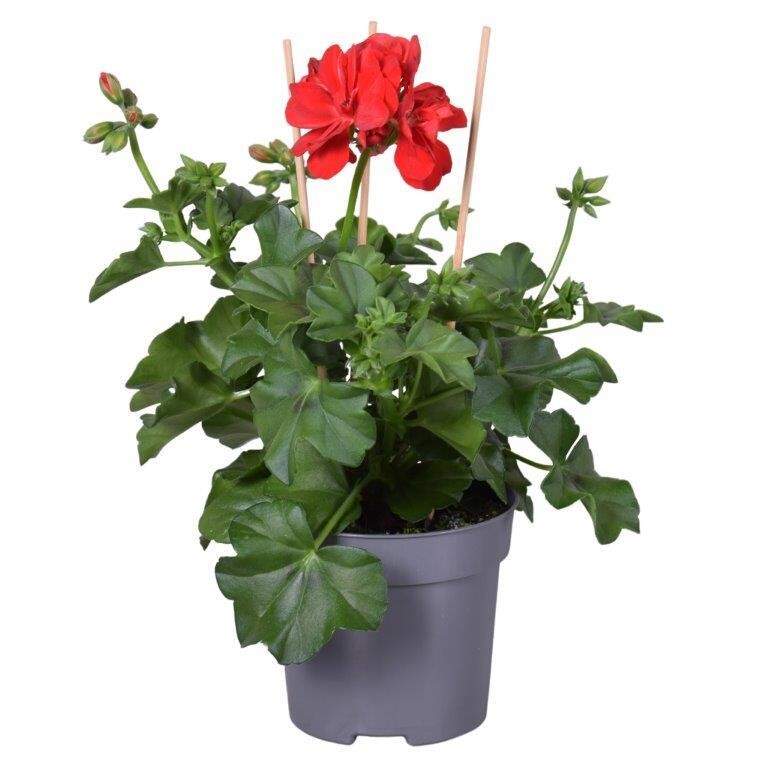 Geraniums Dubbel gebloemd
