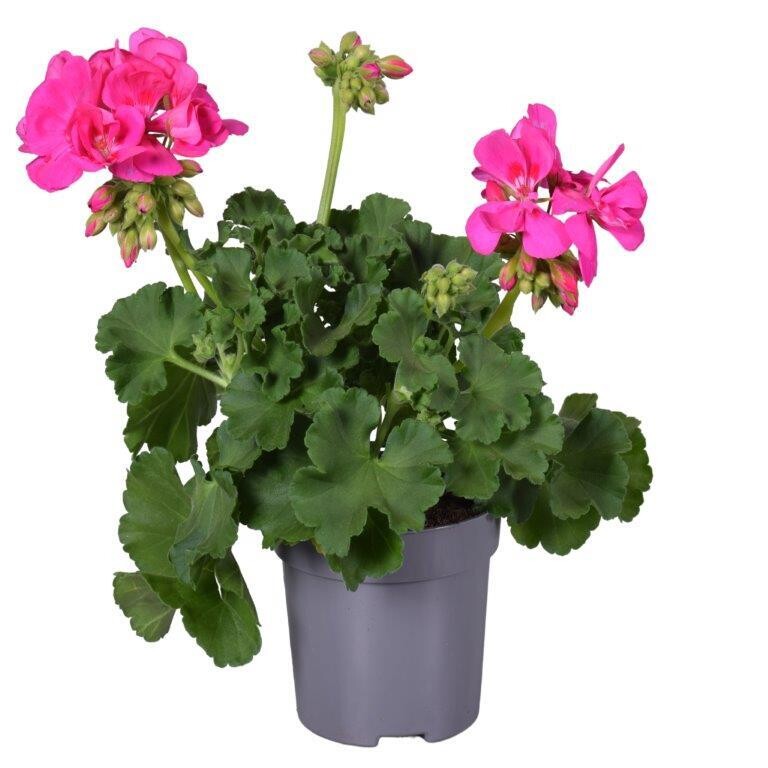 Staande Geraniums