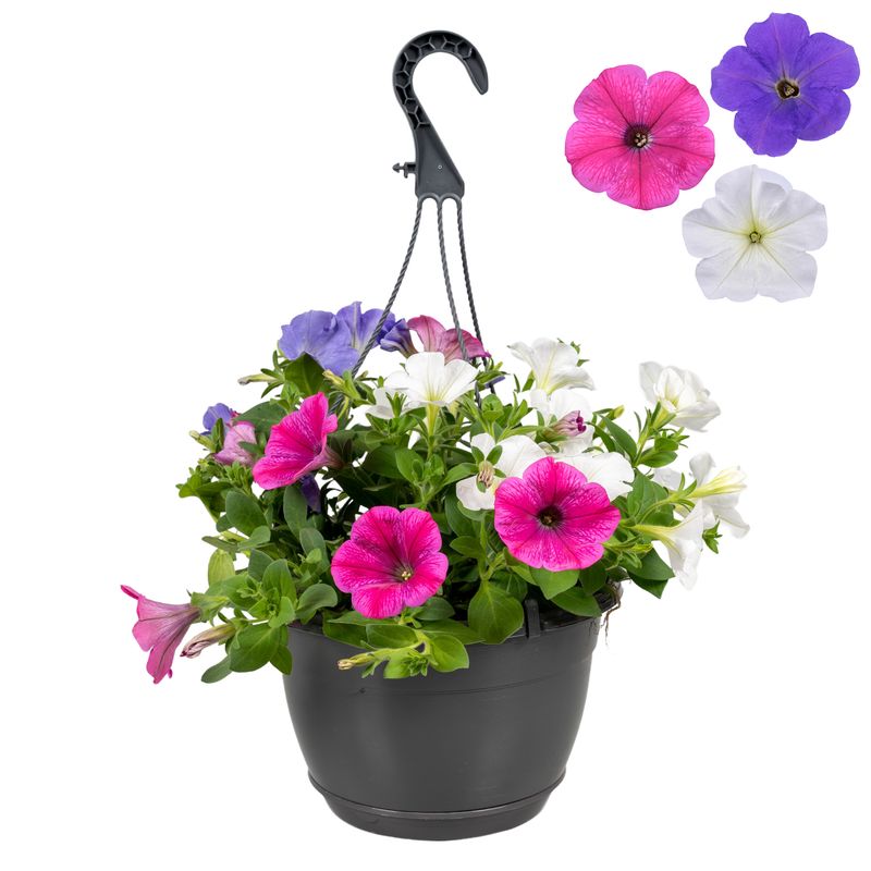 Hangpot Petunia