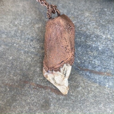 Coprolite in Copper