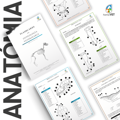 Flashcards en Osteología Veterinaria