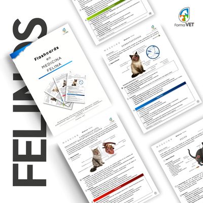 Flashcards en Medicina Felina