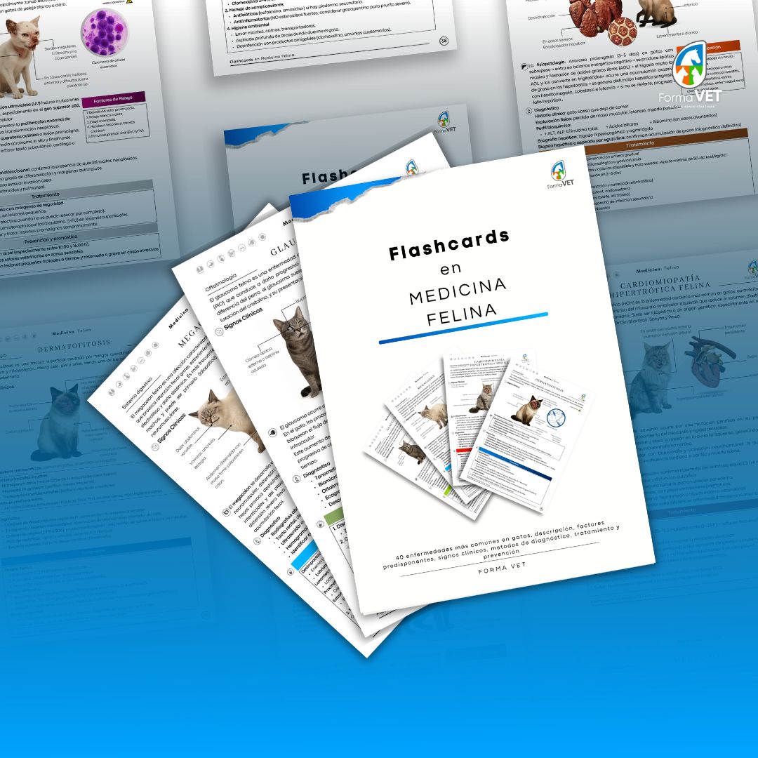 Flashcards en Medicina Felina