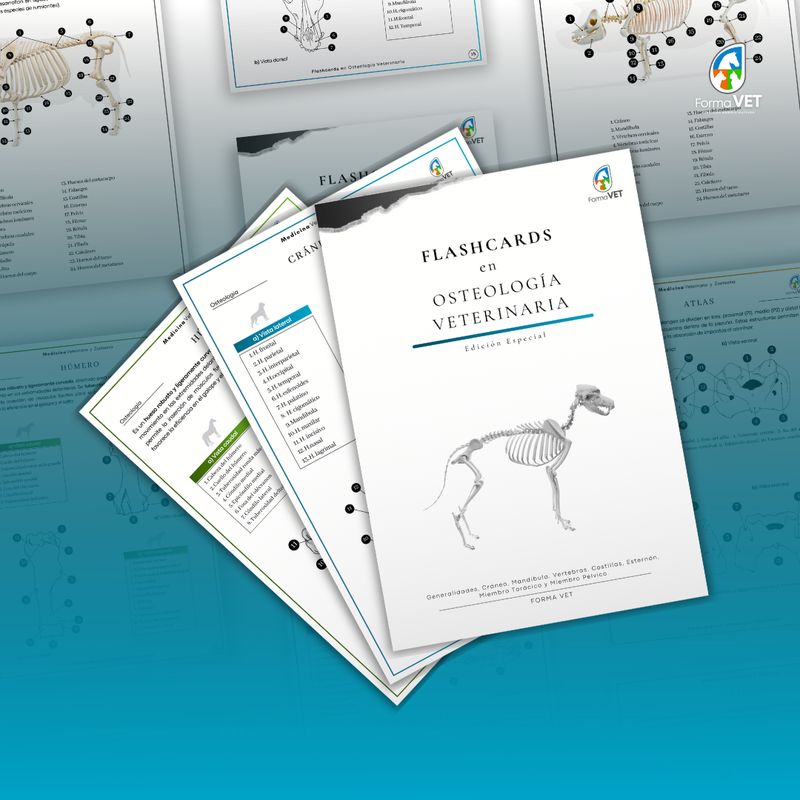 Flashcards en Osteología Veterinaria