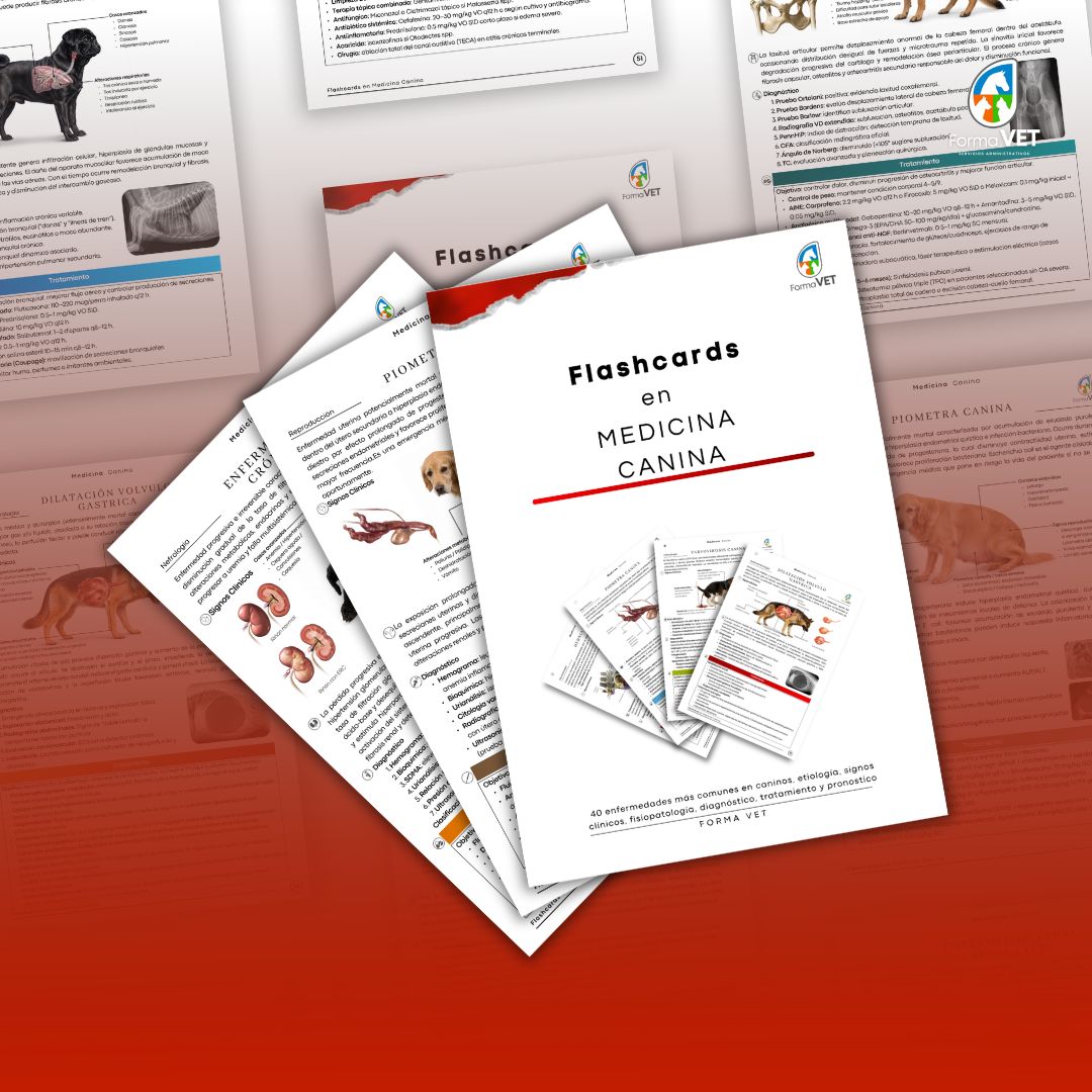 FlashCards en Medicina Canina