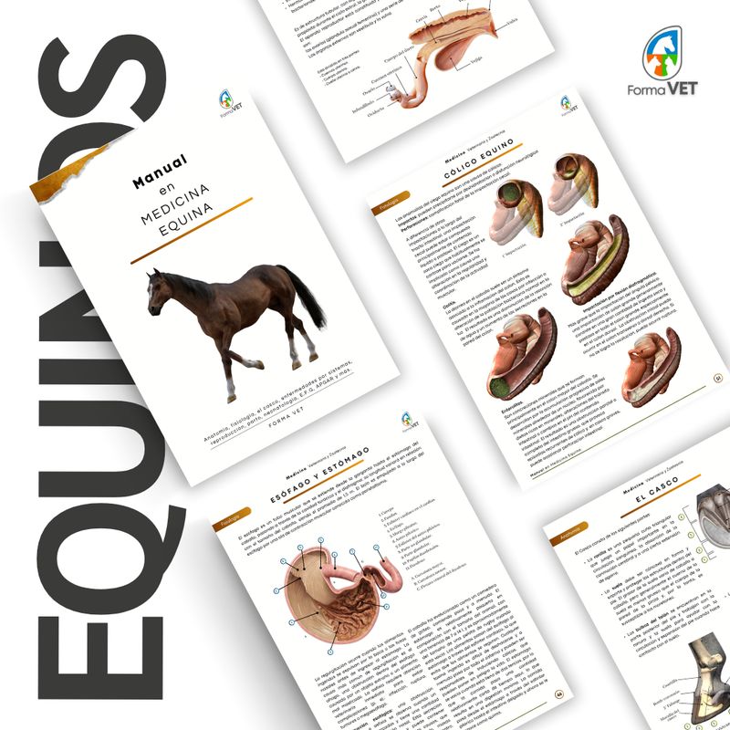 Manual en Medicina Equina
