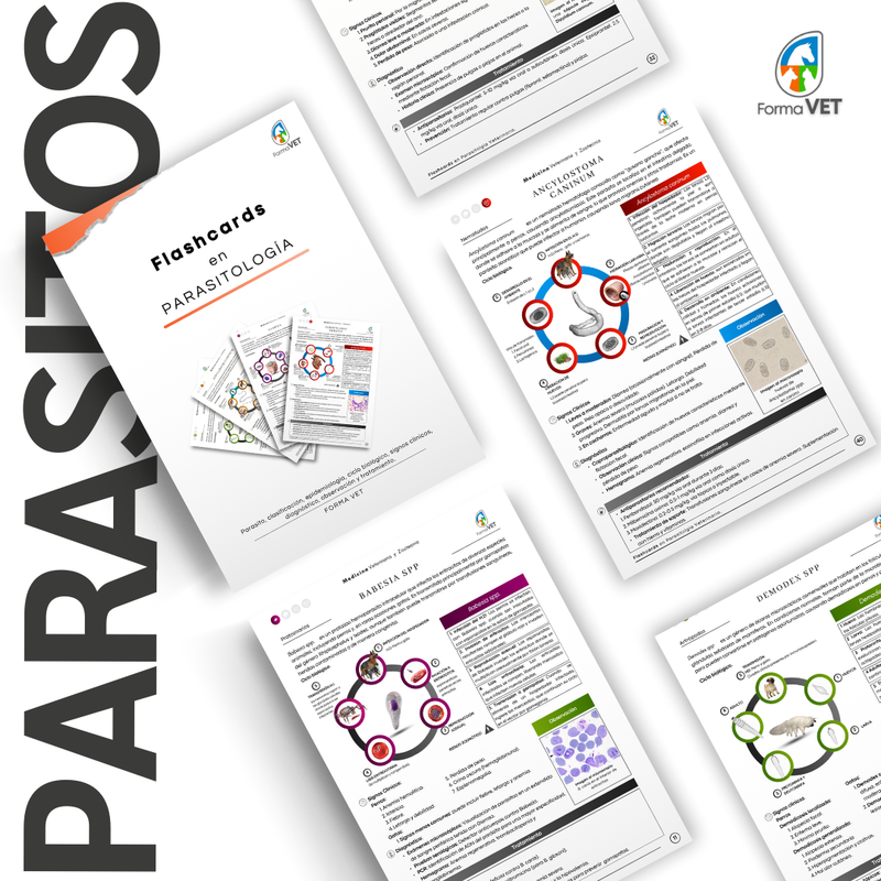 Flashcards en Parasitología