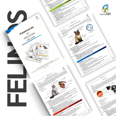 Flashcards en Medicina Felina