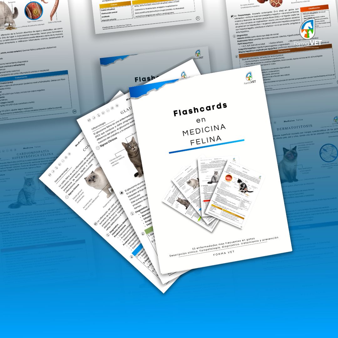 Flashcards en Medicina Felina