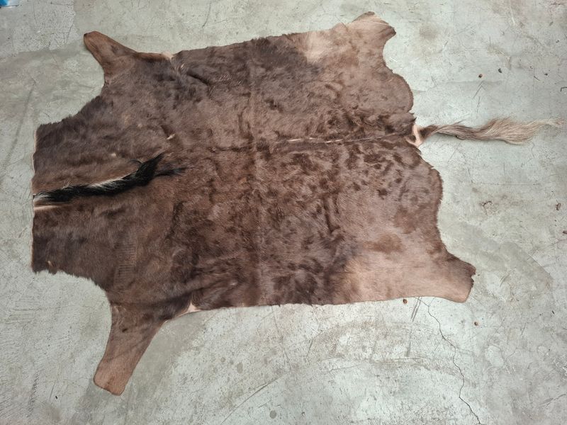 X - not for sale - Animal skins - Wildebeest