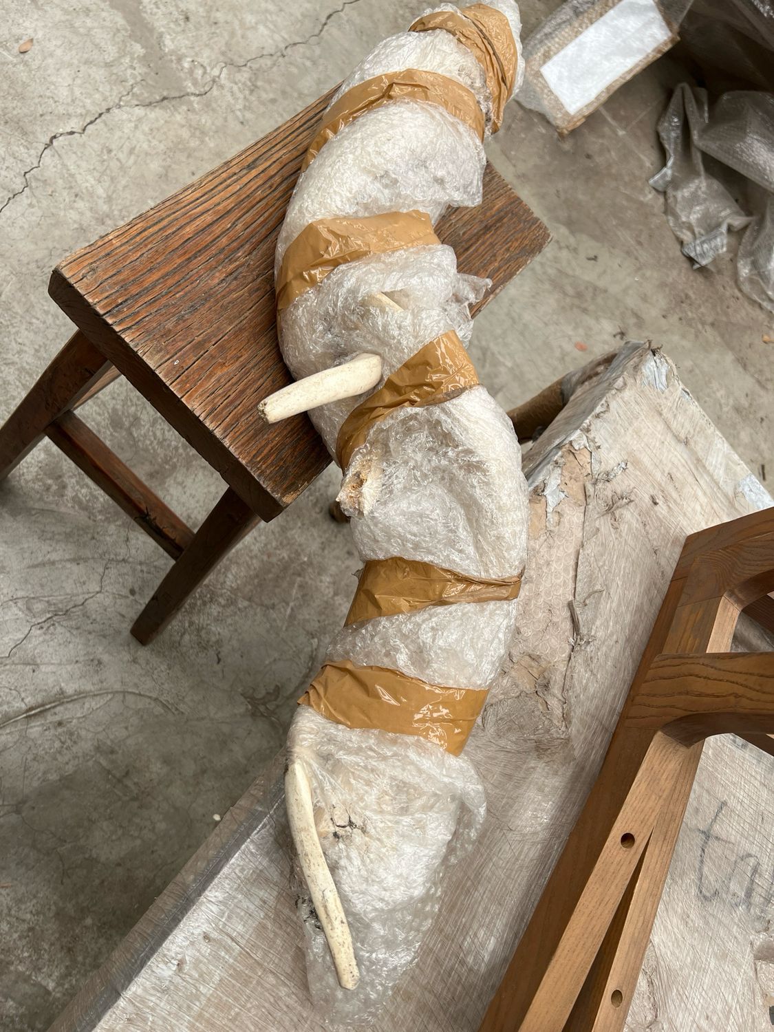 X Not For Sale Antelope Horns