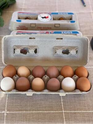 One Dozen FRESH free range chicken eggs
