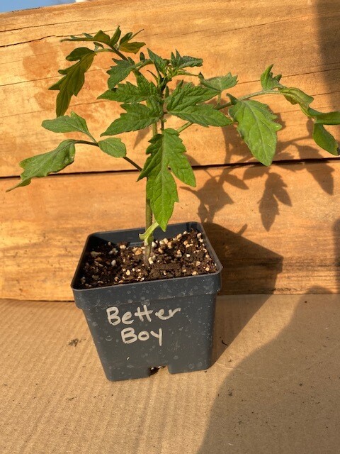 Vegetable Seedling Plants