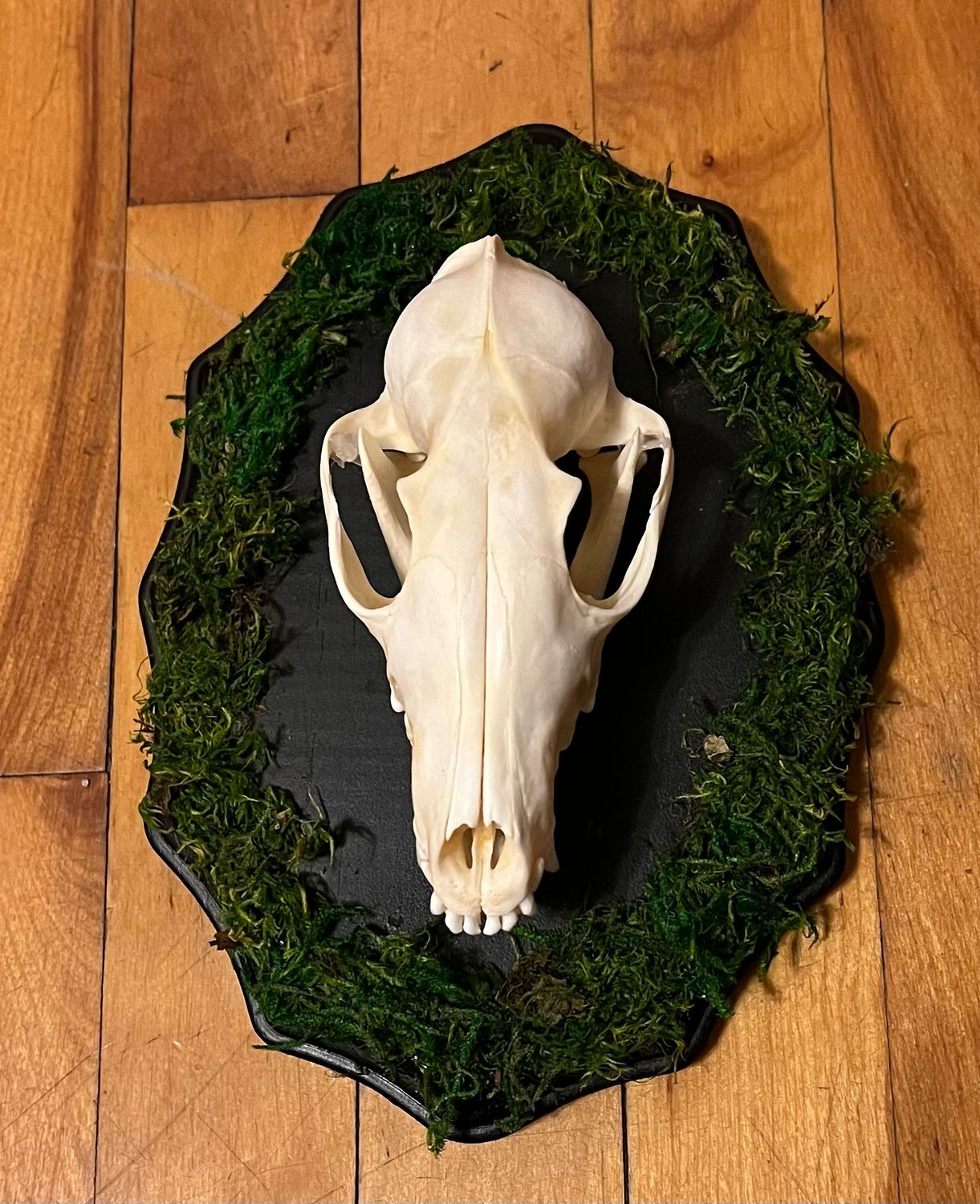 Mounted Fox Skull