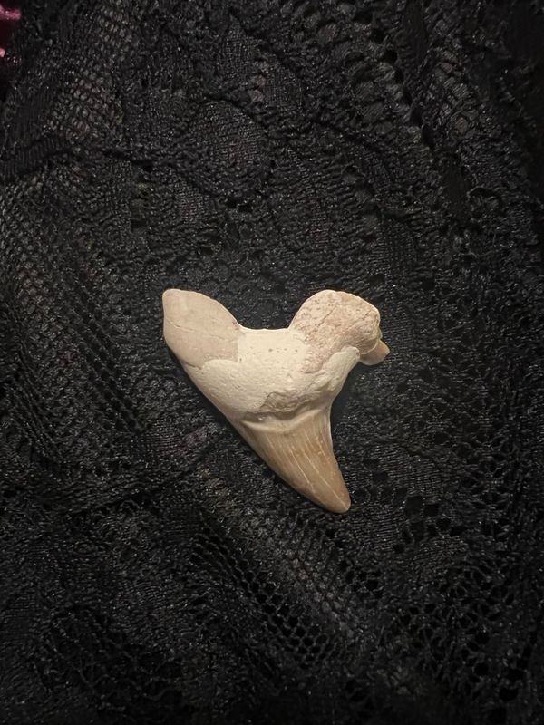 Shark Tooth