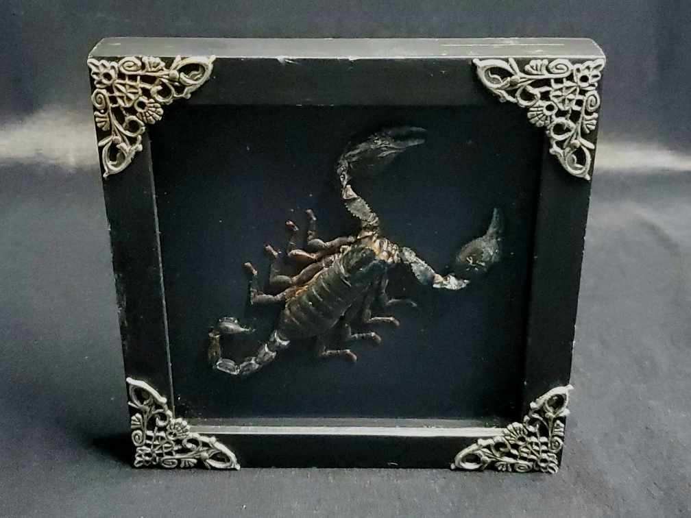 Scorpion In A Shadow Box
