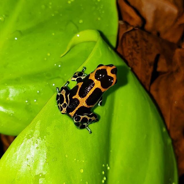 Ranitomeya imitator &quot;Chazuta&quot;