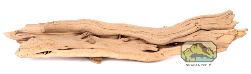 Ghost Wood