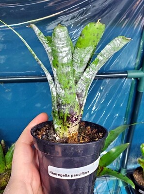Neoegelia pauciflora