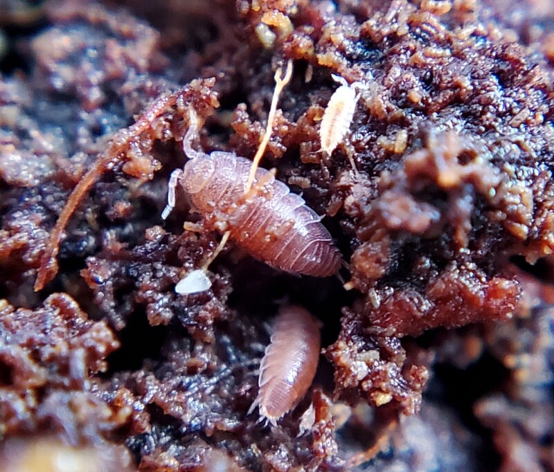 Trichoniscus sp. &quot;Dwarf Purple&quot;