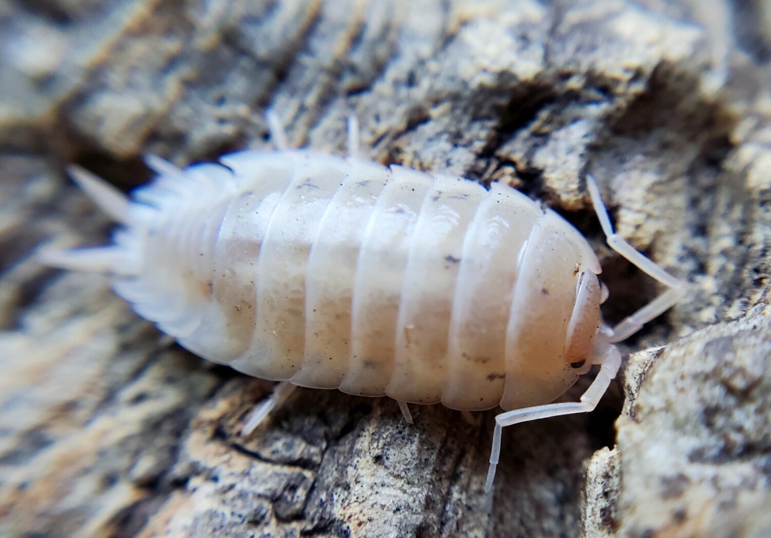 P. laevis &quot;White&quot;