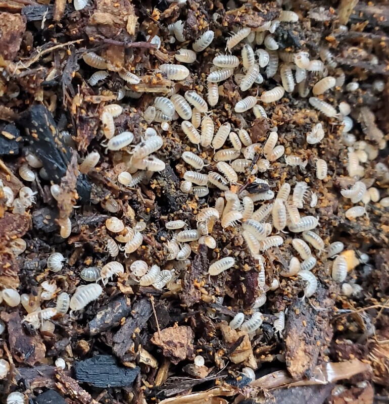 Isopod Substrate (4L)