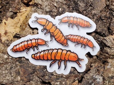 Protanura Orange Sticker