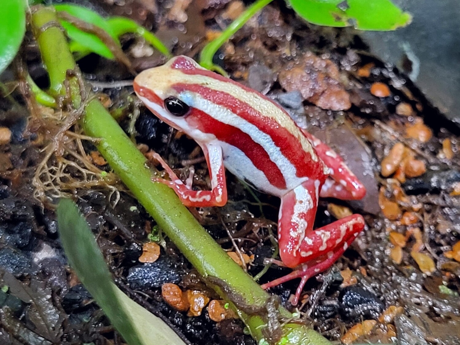 Epipedobates anthonyi &quot;Santa Isabel&quot;