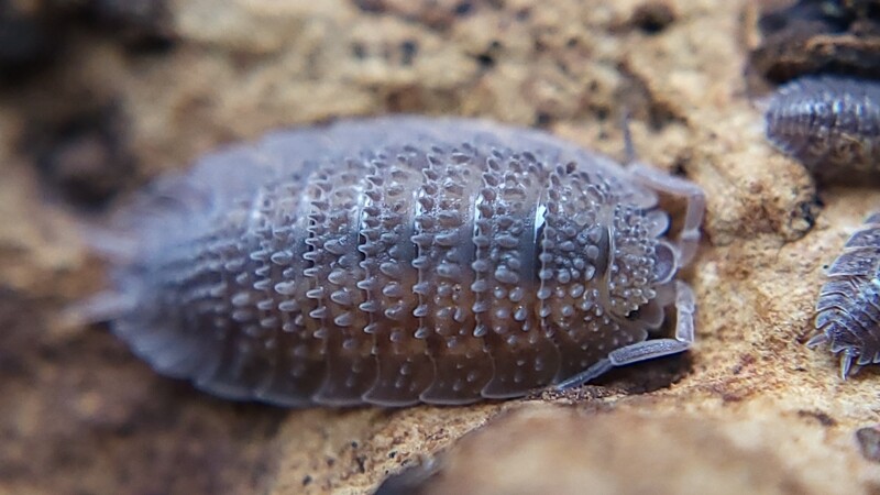 P. sp. &quot;Spiky Canare&quot;
