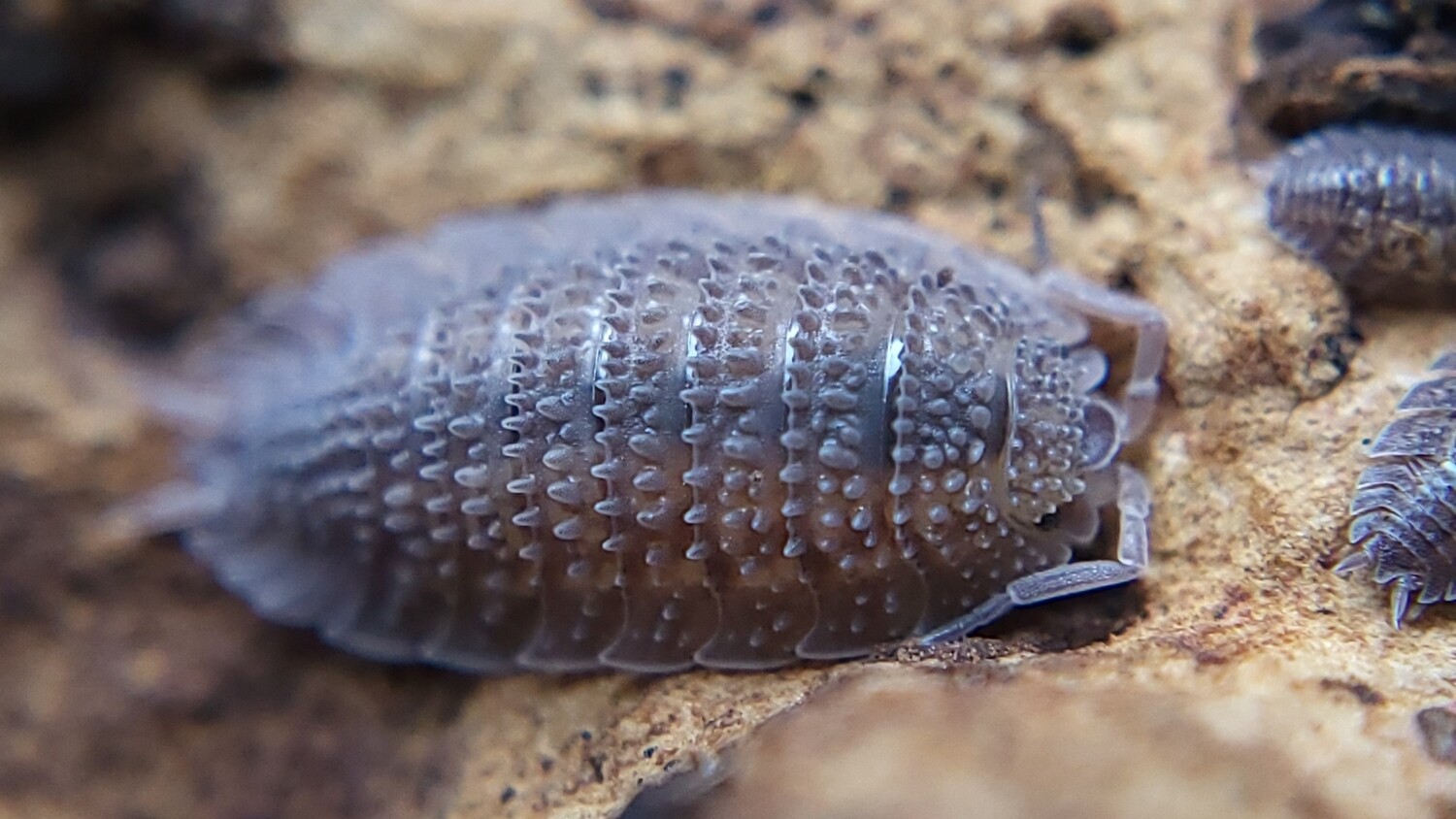 P. sp. "Spiky Canare"