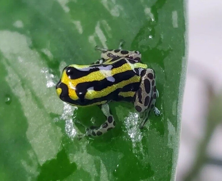 Ranitomeya sirensis &quot;Pachitea Yellow&quot;