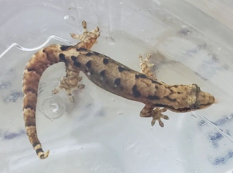 Lepidodactylus lugubris &quot;Hawaii&quot; (Type-C)