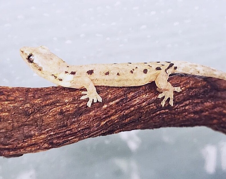 Lepidodactylus lugubris &quot;Hawaii&quot; (Type-D)