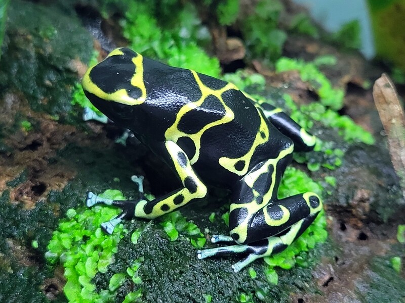 Dendrobates leucomelas &quot;Cerro Autana&quot; 