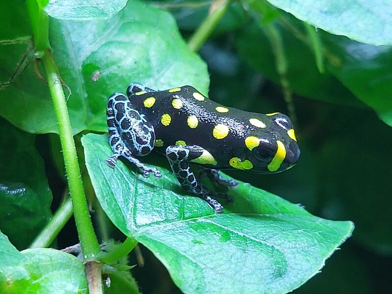Ranitomeya vanzolinii  Ranitomeya vanzolinii