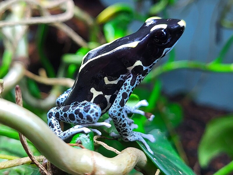 Dendrobates tinctorius "Powder Blue"  Dendrobates tinctorius "Powder Blue"