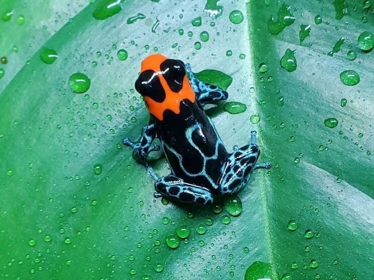 Ranitomeya benedicta &quot;Shucushuyacu&quot; 