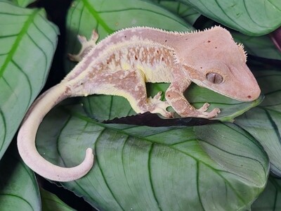 Crested Geckos