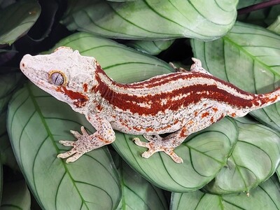 Geckos