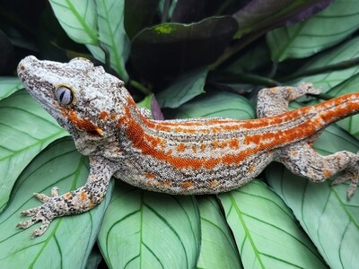 Gargoyle Geckos